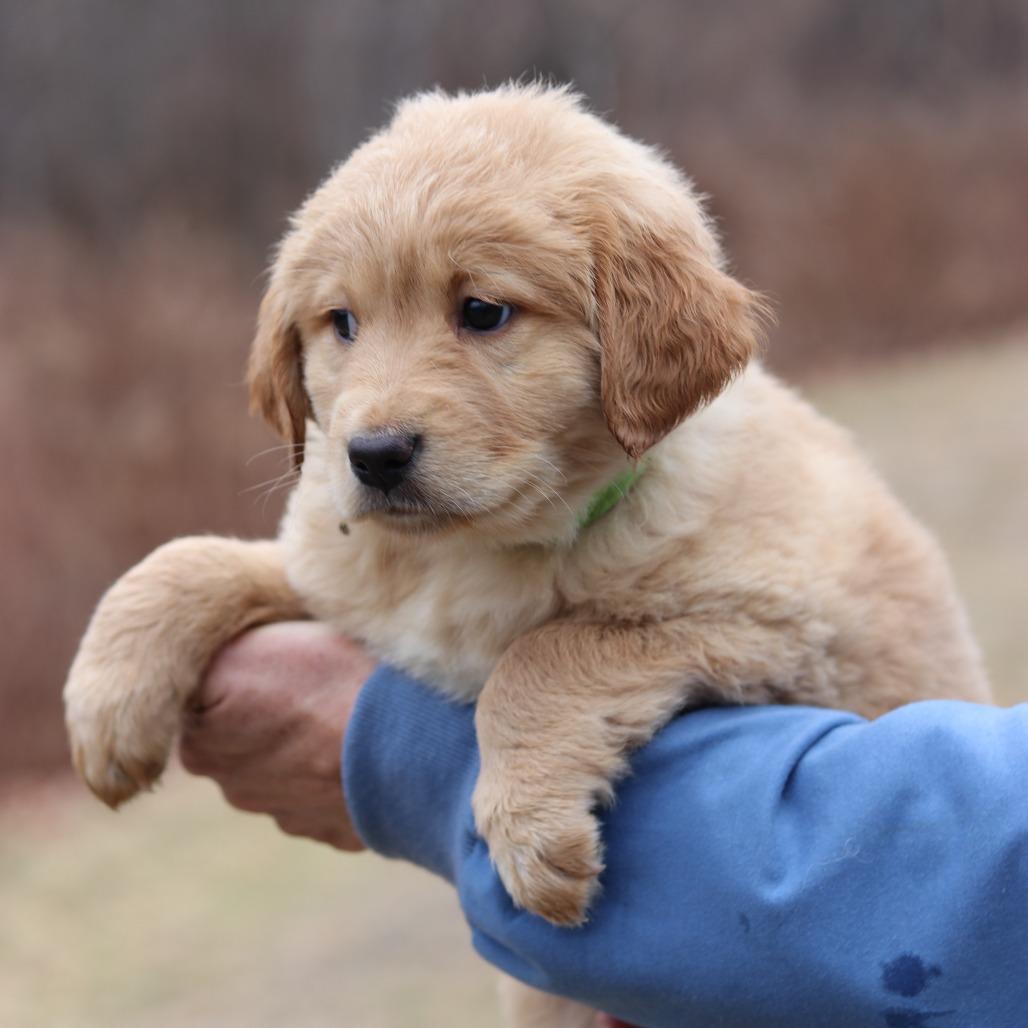 Enlarge CT Clove avail Dec 21 (Cropley's Garden- Bolton, CT), a Adoptable mixed breed in Eastford, CT image 5/5