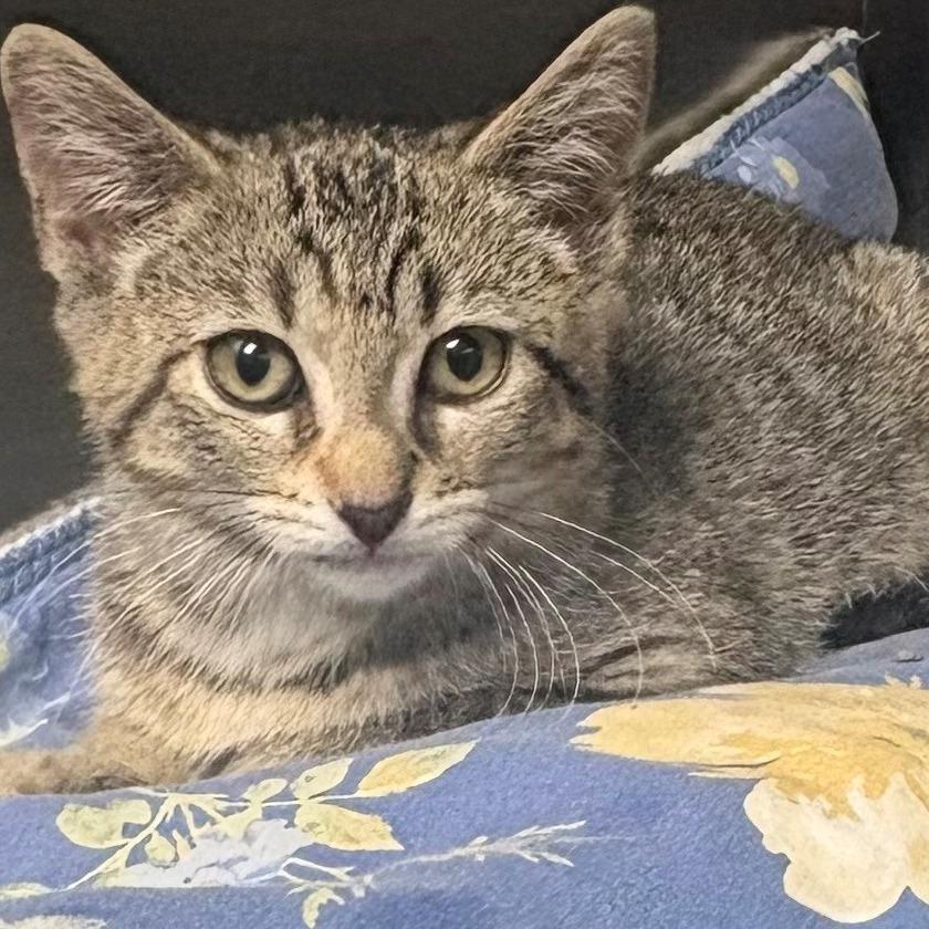 Tinkerbell, Adoptable, Kitten Female Domestic Short Hair.