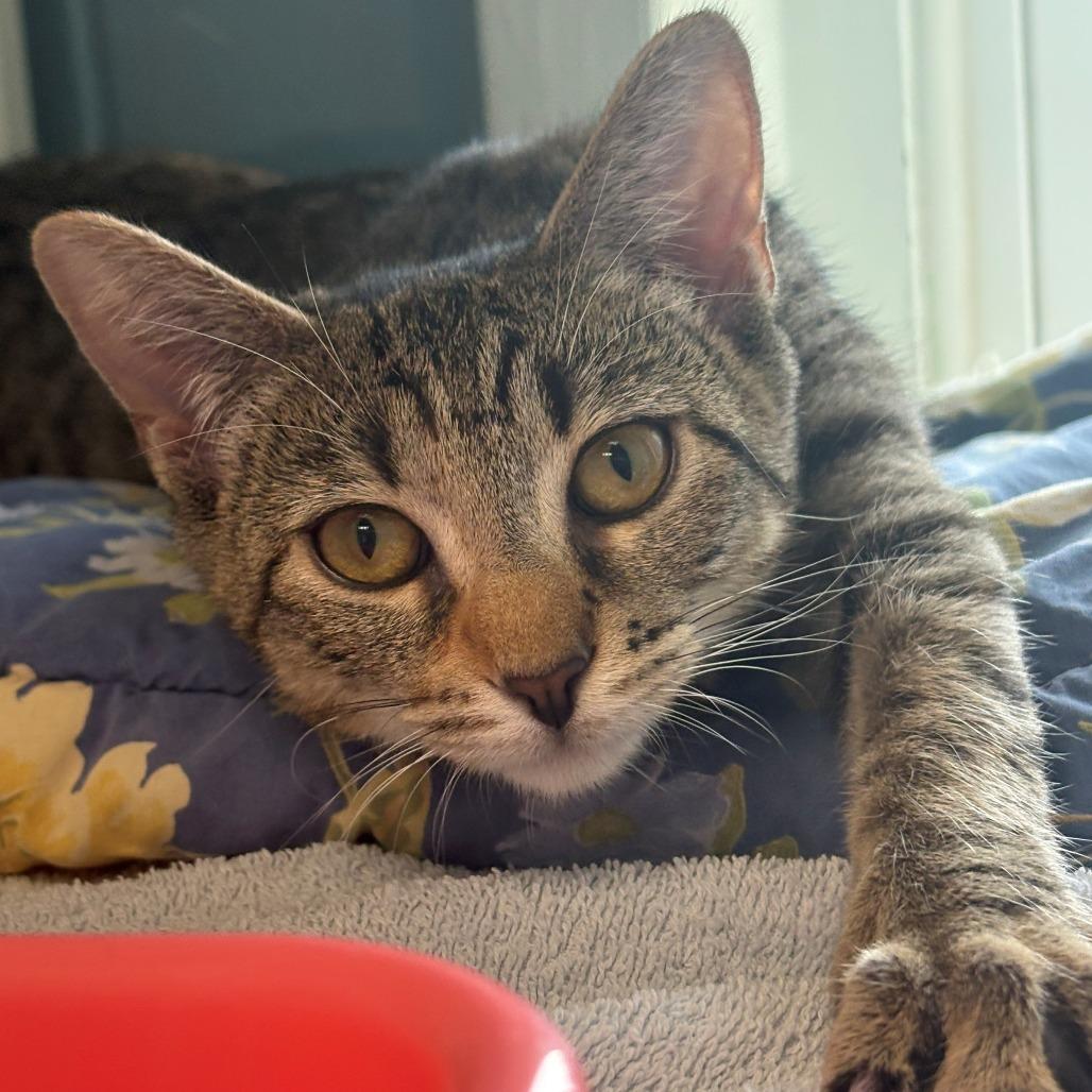 Enlarge Tinkerbell, a Adoptable Domestic Short Hair in East Hanover, NJ image 2/6