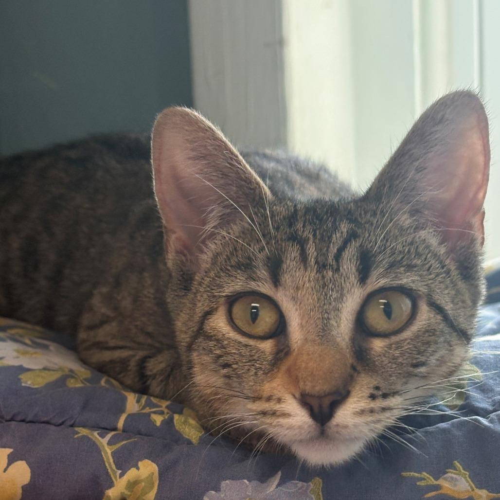 Enlarge Tinkerbell, a Adoptable Domestic Short Hair in East Hanover, NJ image 3/6