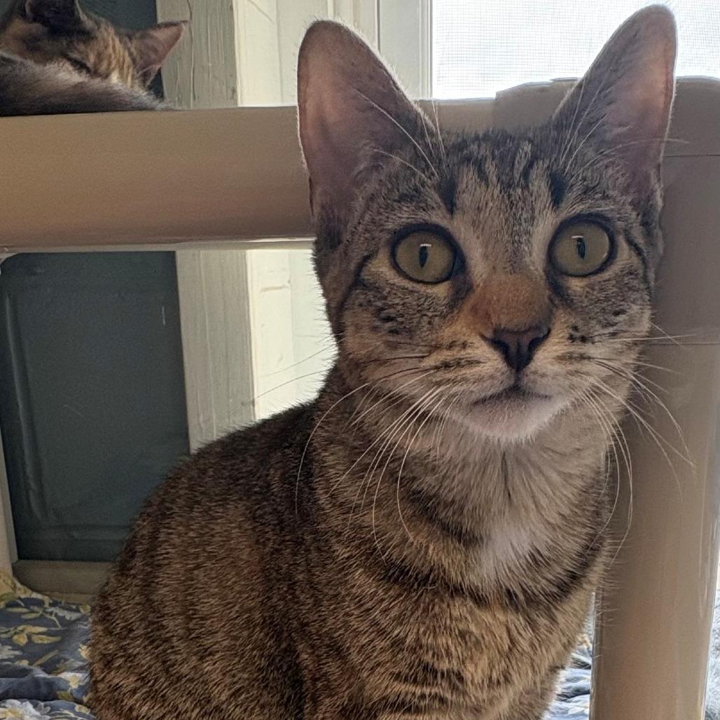 Enlarge Tinkerbell, a Adoptable Domestic Short Hair in East Hanover, NJ image 5/6
