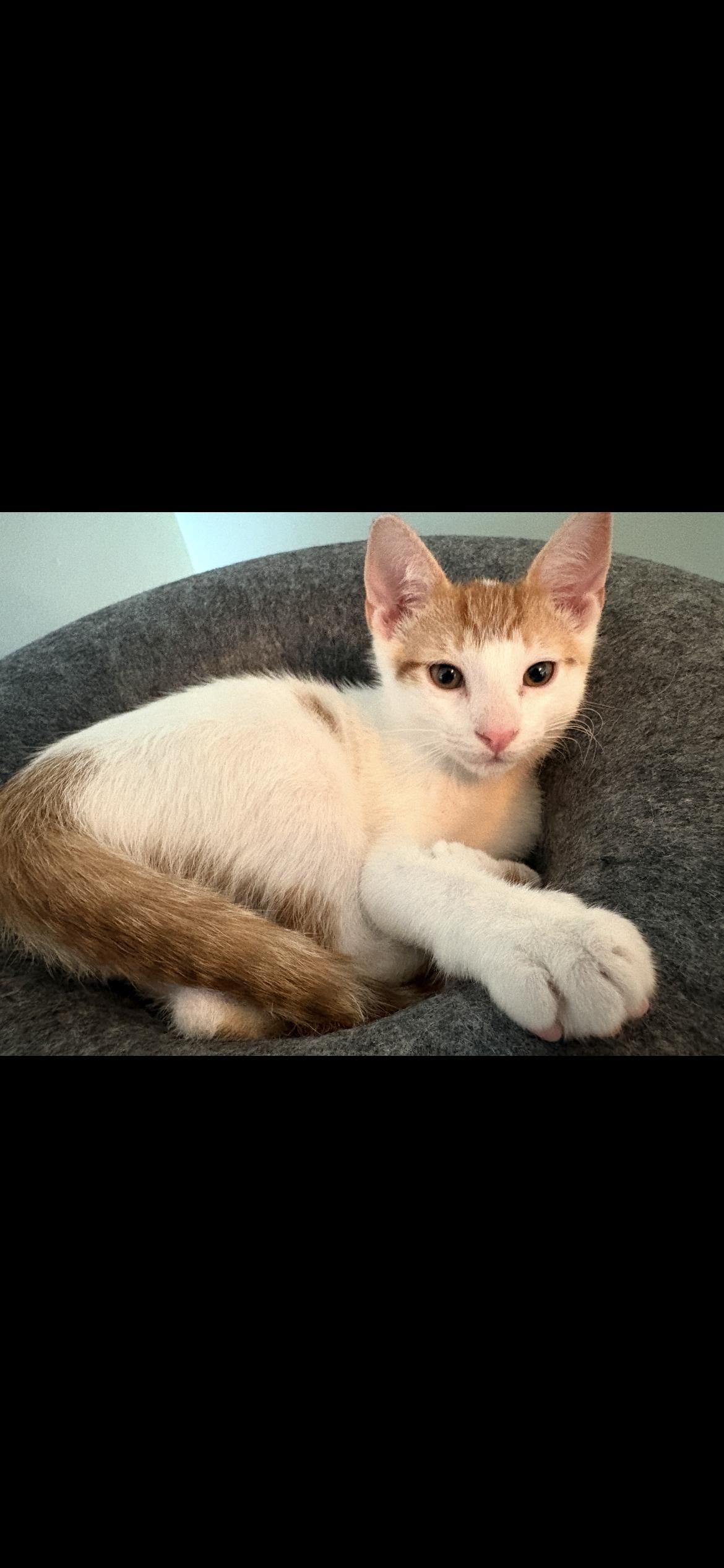 Manzo, a Adopted mixed breed in Havertown, PA image 3/3