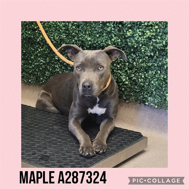 Enlarge MAPLE, a Adoptable mixed breed in Macon, GA image 1/1