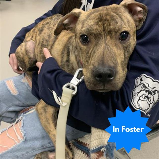 MAPLE, Adoptable, Adult Female Plott Hound.