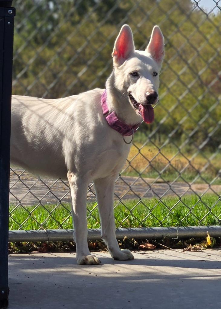 Akira, Adoptable, Adult Female Husky.
