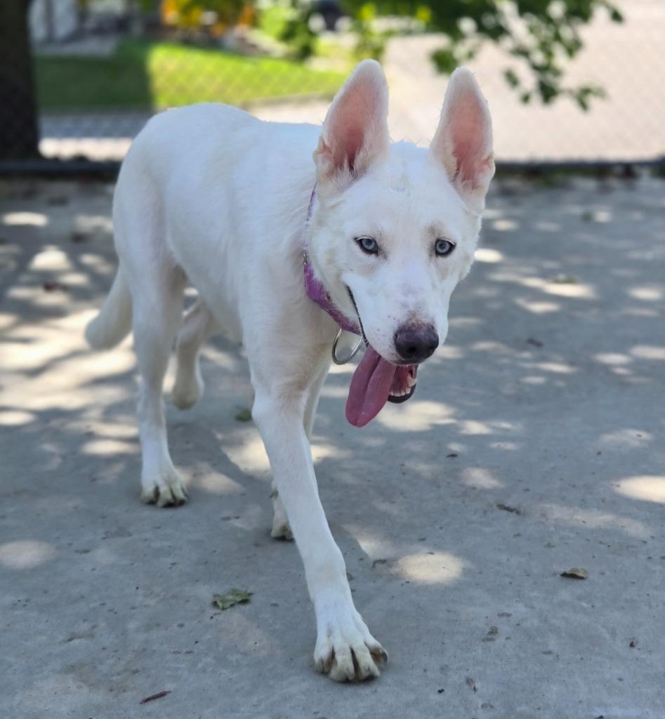 Akira, a Adoptable Husky in Viroqua, WI image 2/2