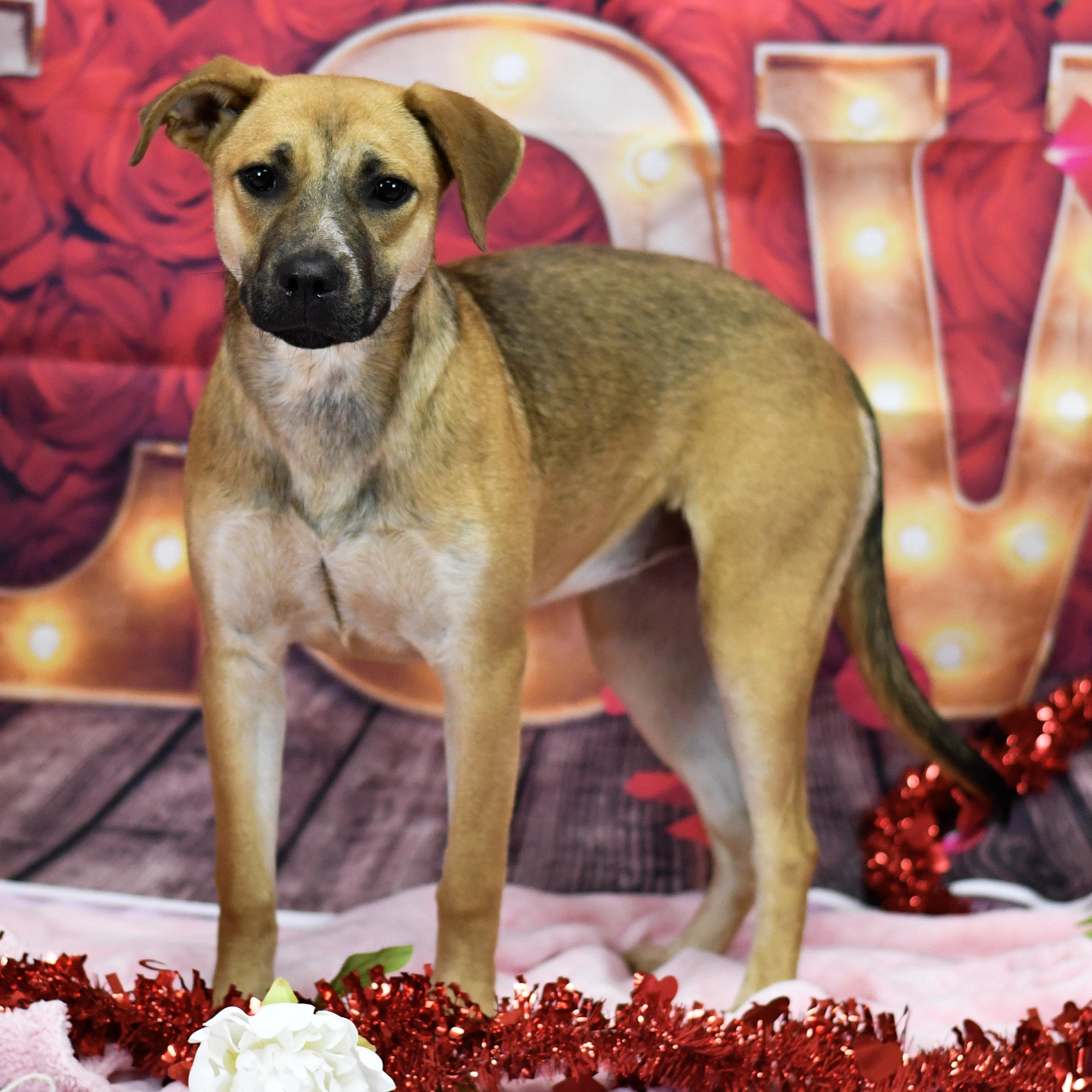 Bella, ADOPTABLE, Adult Female Black Mouth Cur.