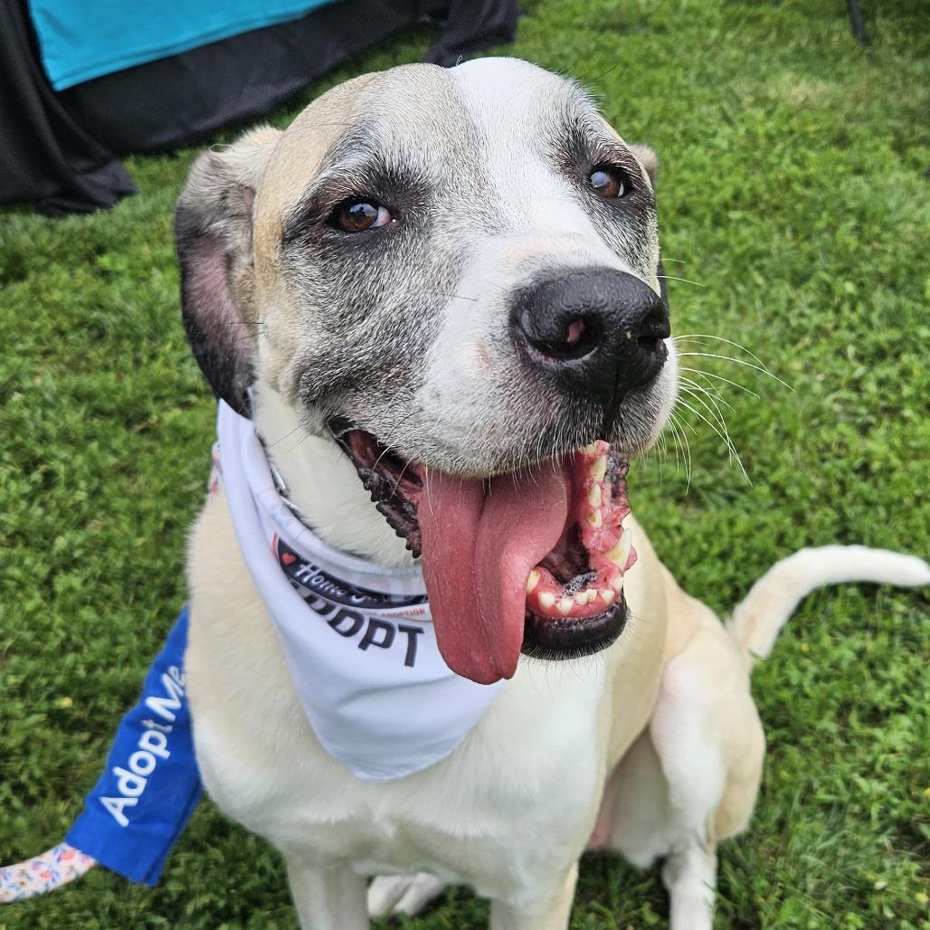 Tessa (Mimosa), Adoptable, Adult Female Great Pyrenees & Labrador Retriever.