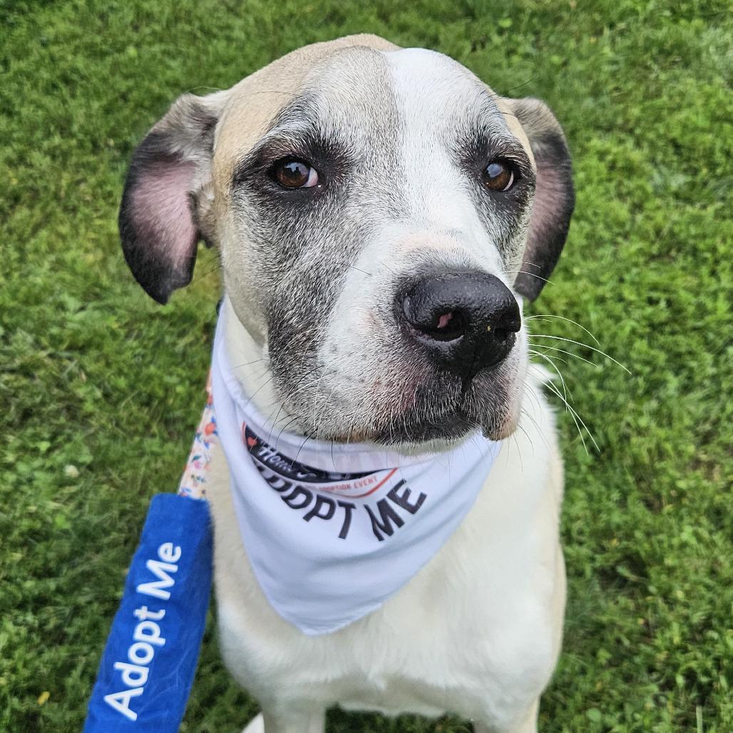 Enlarge Tessa (Mimosa), a Adoptable mixed breed in Festus, MO image 2/4