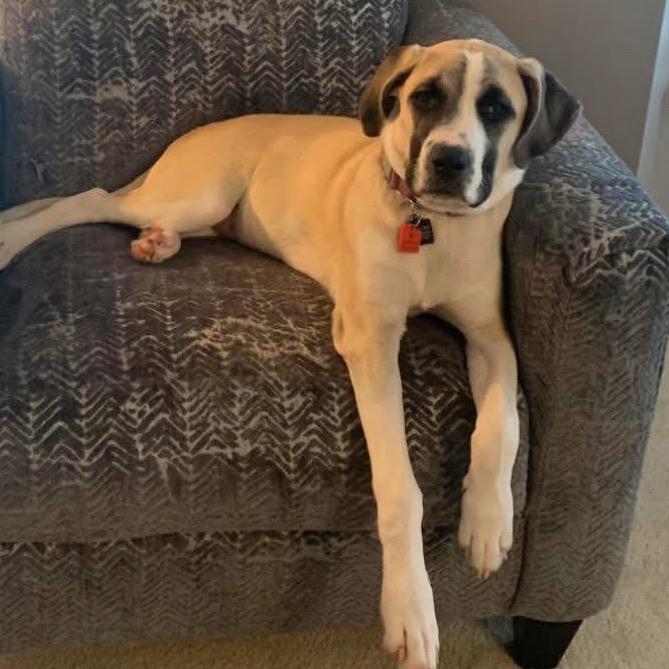 Tessa (Mimosa), Adoptable, Adult Female Great Pyrenees & Labrador Retriever.