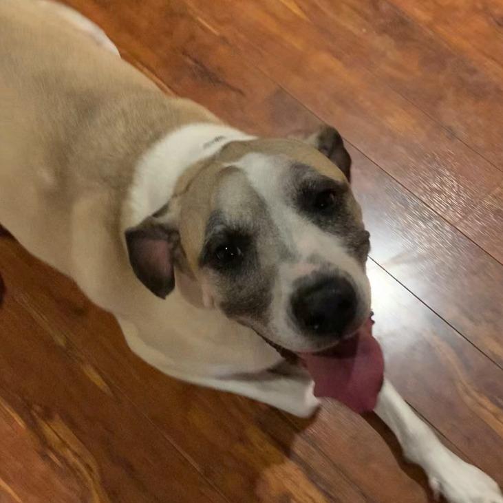 Tessa (Mimosa), a Adoptable mixed breed in Festus, MO image 2/6