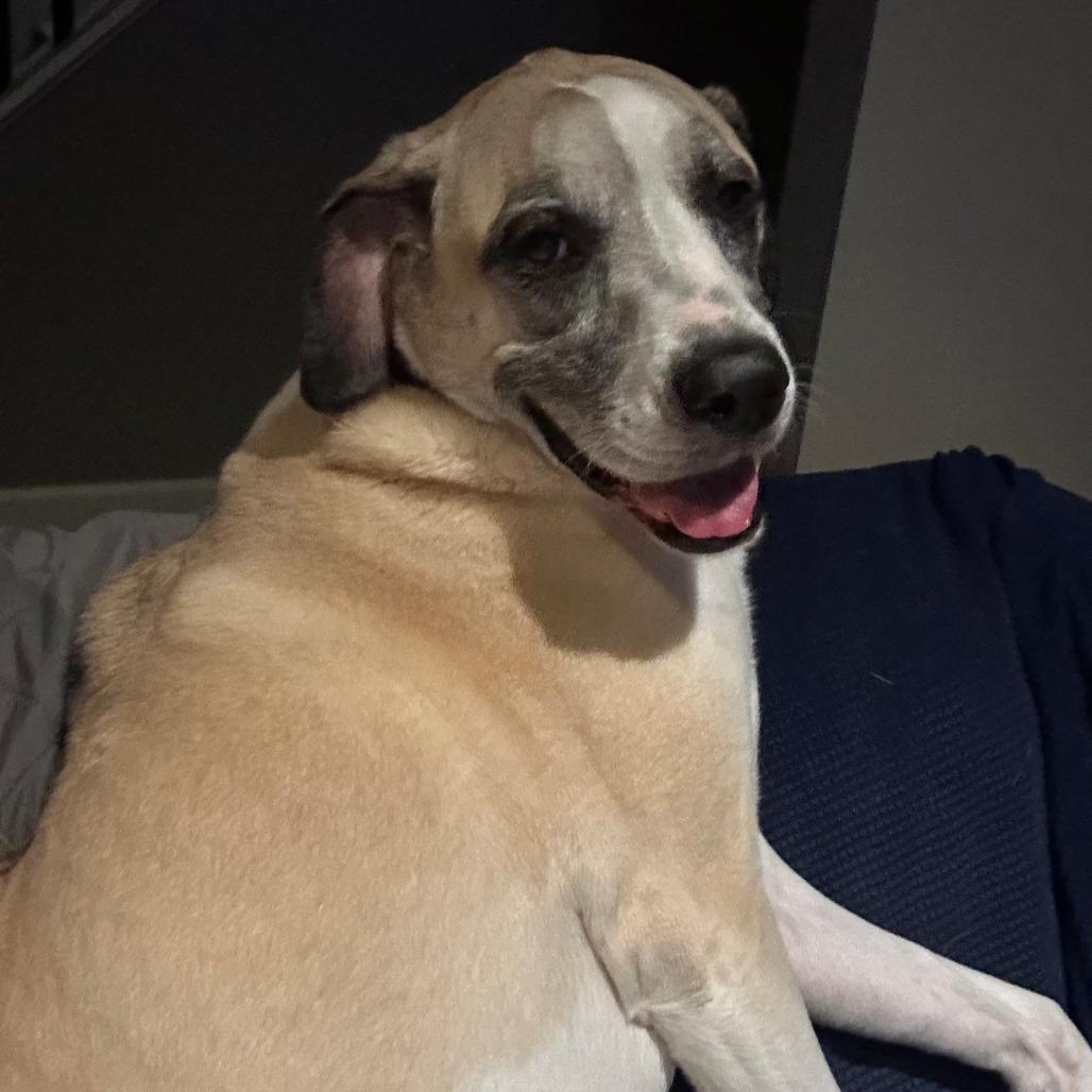 Tessa (Mimosa), a Adoptable mixed breed in Festus, MO image 3/6