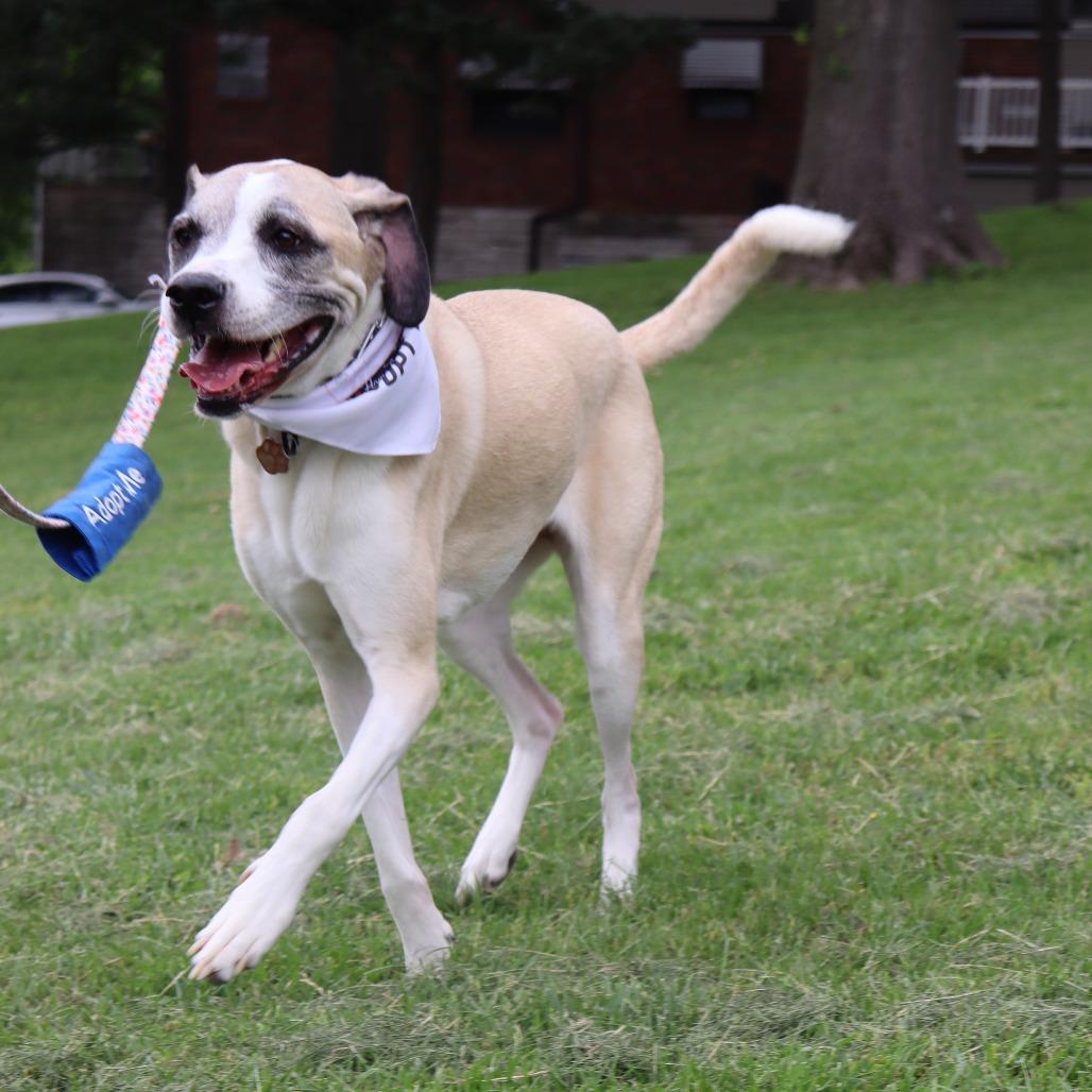 Enlarge Tessa (Mimosa), a Adoptable mixed breed in Festus, MO image 3/4