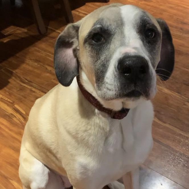 Tessa (Mimosa), a Adoptable mixed breed in Festus, MO image 4/6