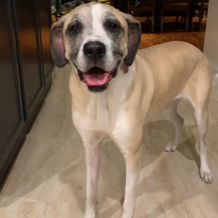 Tessa (Mimosa), a Adoptable mixed breed in Festus, MO image 5/6