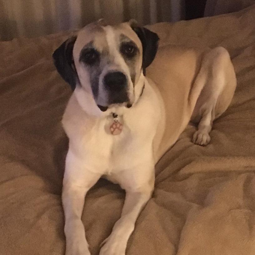 Tessa (Mimosa), a Adoptable mixed breed in Festus, MO image 6/6