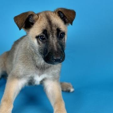 Enlarge Neteyam, a Adoptable mixed breed in Fresno, CA image 2/5