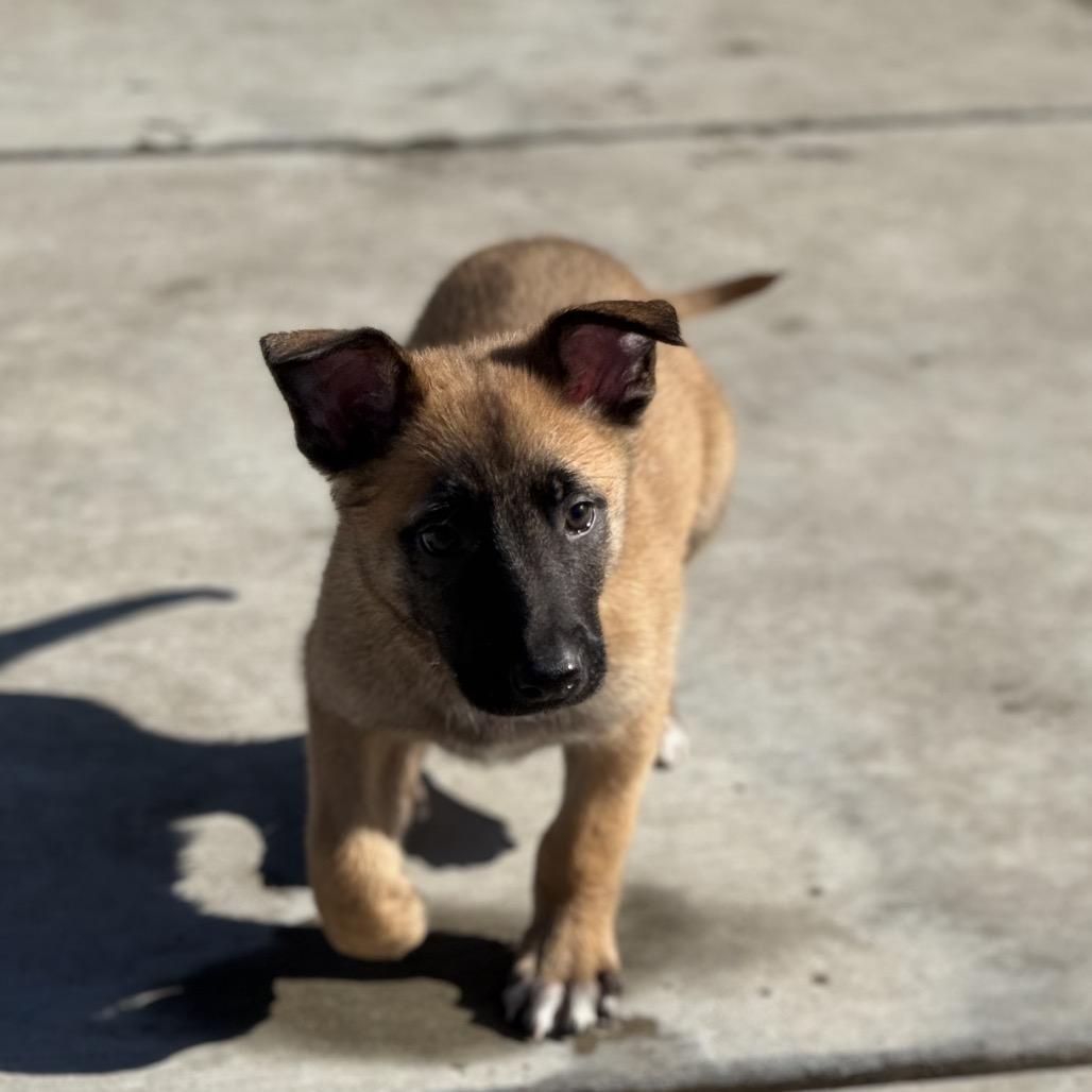 Enlarge Neteyam, a Adoptable mixed breed in Fresno, CA image 3/5