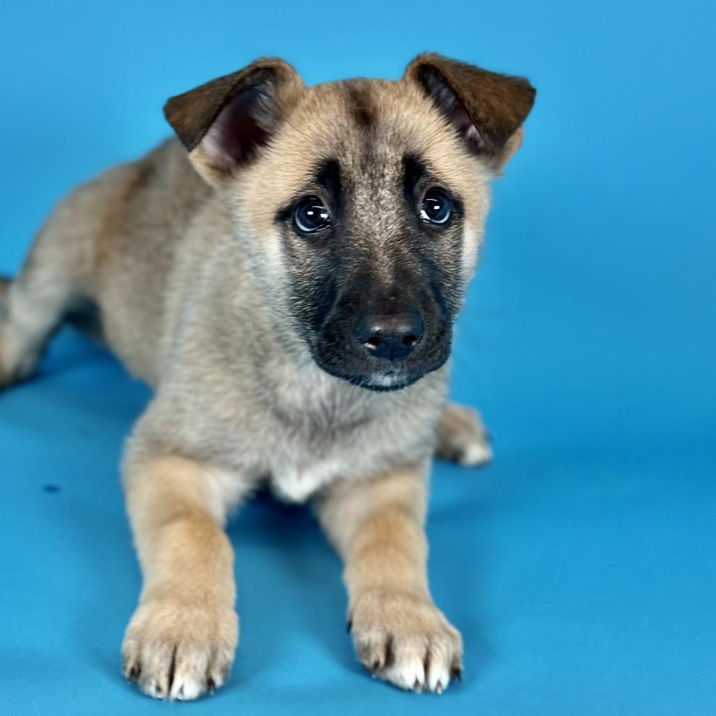 Enlarge Neteyam, a Adoptable mixed breed in Fresno, CA image 4/5