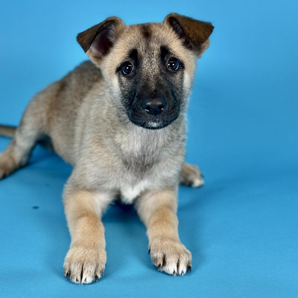 Enlarge Neteyam, a Adoptable mixed breed in Fresno, CA image 5/5