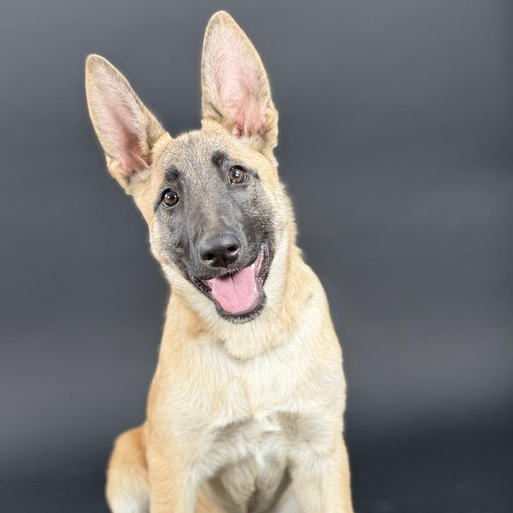 Neteyam, Adoptable, Puppy Female Belgian Shepherd / Malinois & Mixed Breed.