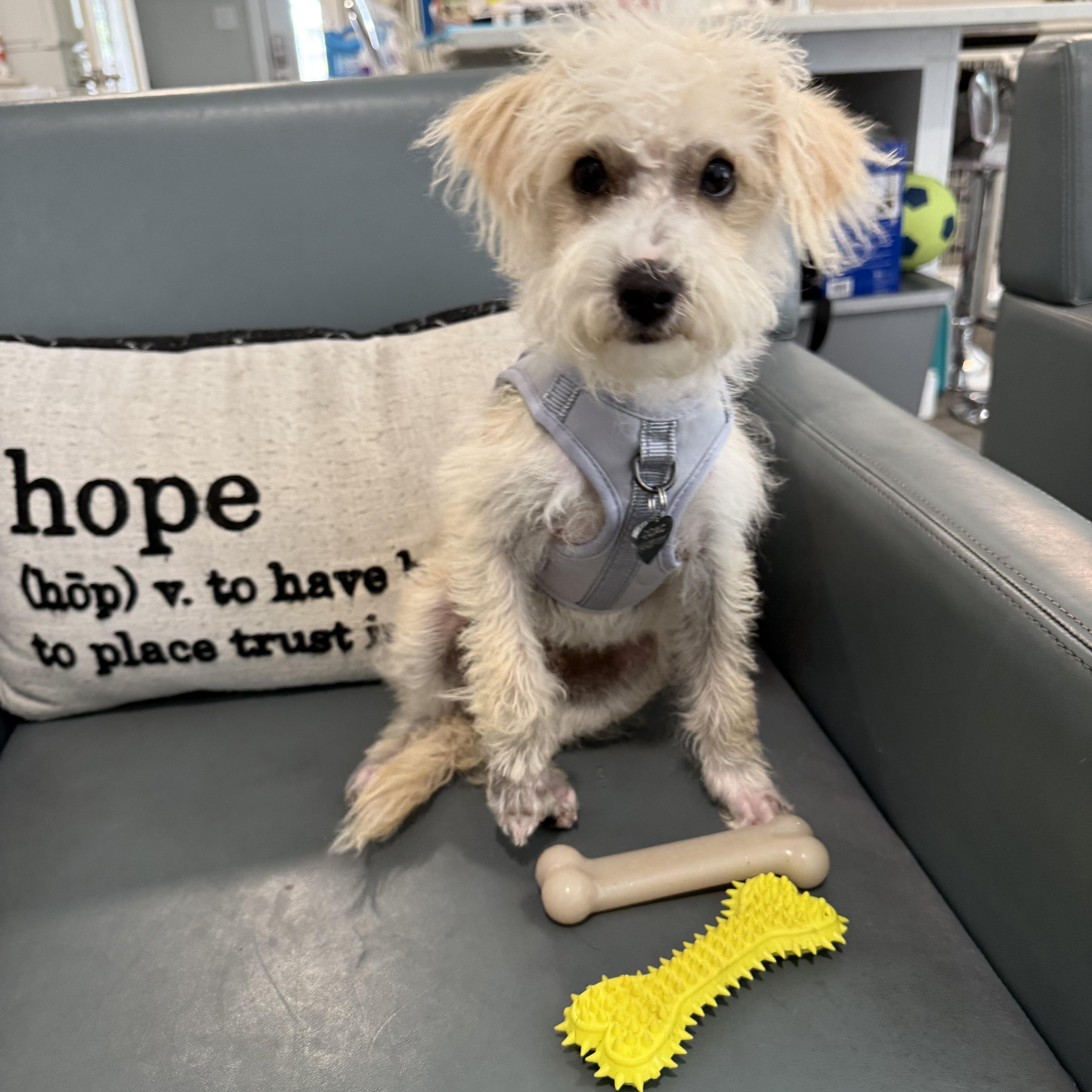 Popcorn the adorable Maltipoo puppy, Adoptable, Puppy Male Maltipoo.