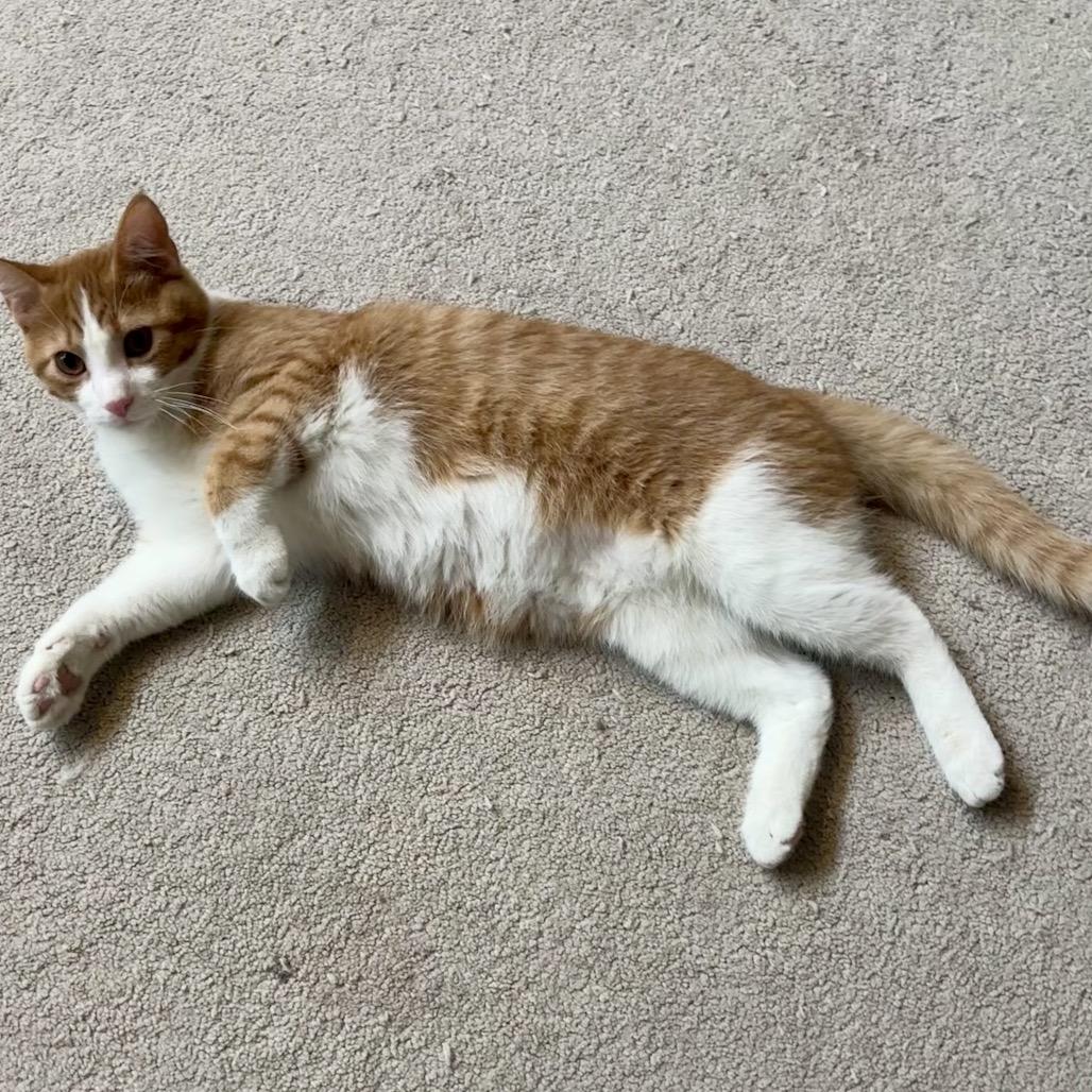 Arby, Adoptable, Young Male Domestic Short Hair.