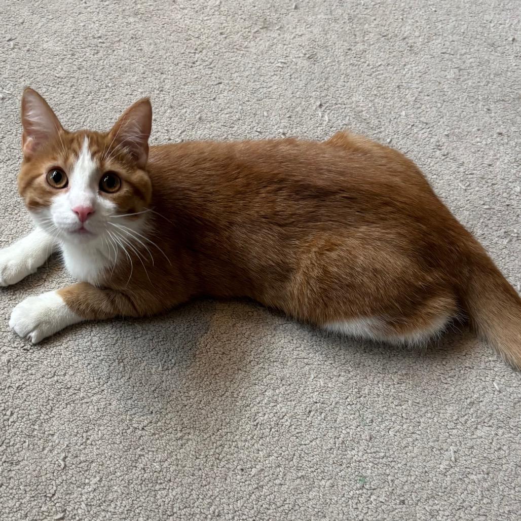 Arby, a Adoptable Domestic Short Hair in Columbia, MO image 2/4