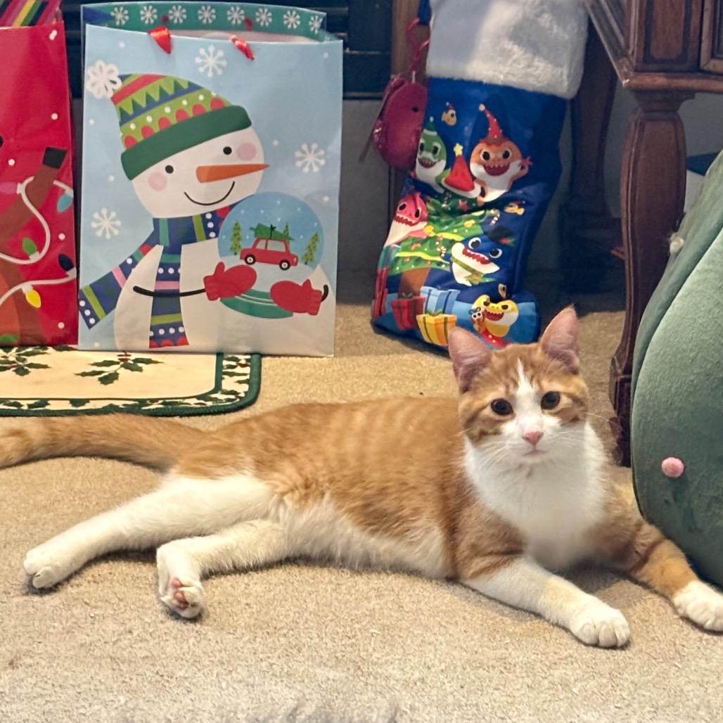 Arby, a Adoptable Domestic Short Hair in Columbia, MO image 3/4