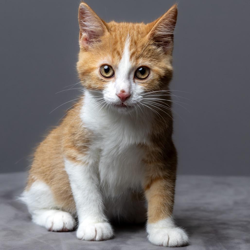 Arby, a Adoptable Domestic Short Hair in Columbia, MO image 4/4