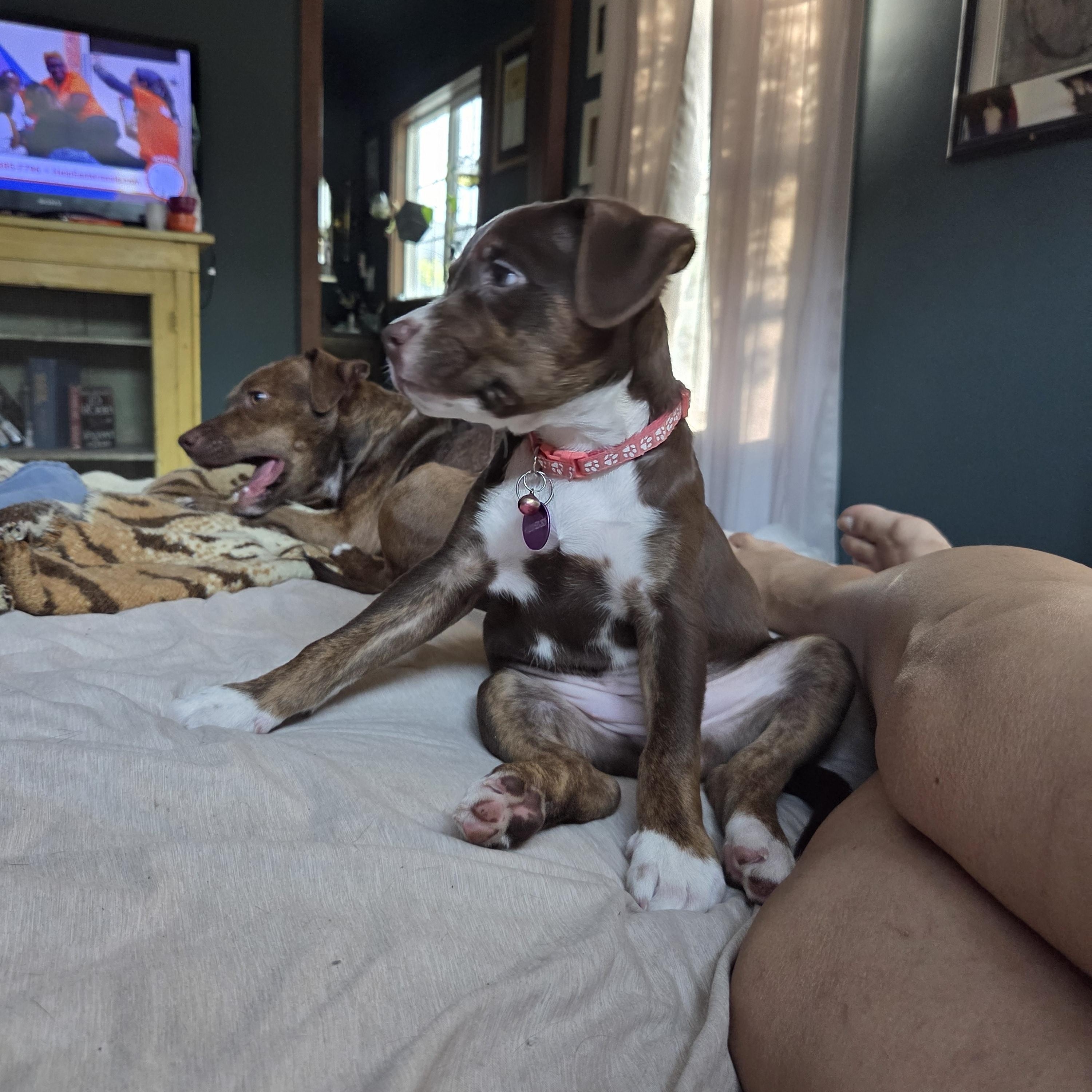 Enlarge Saffron, a ADOPTABLE mixed breed in West Hollywood, CA image 2/6