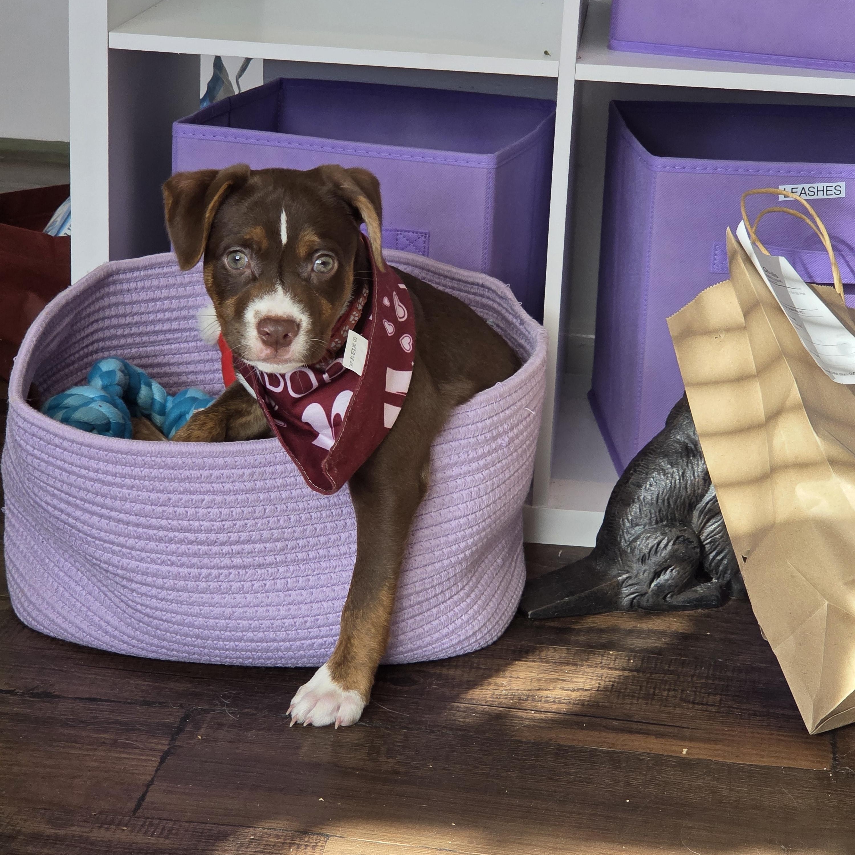 Enlarge Saffron, a ADOPTABLE mixed breed in West Hollywood, CA image 5/6