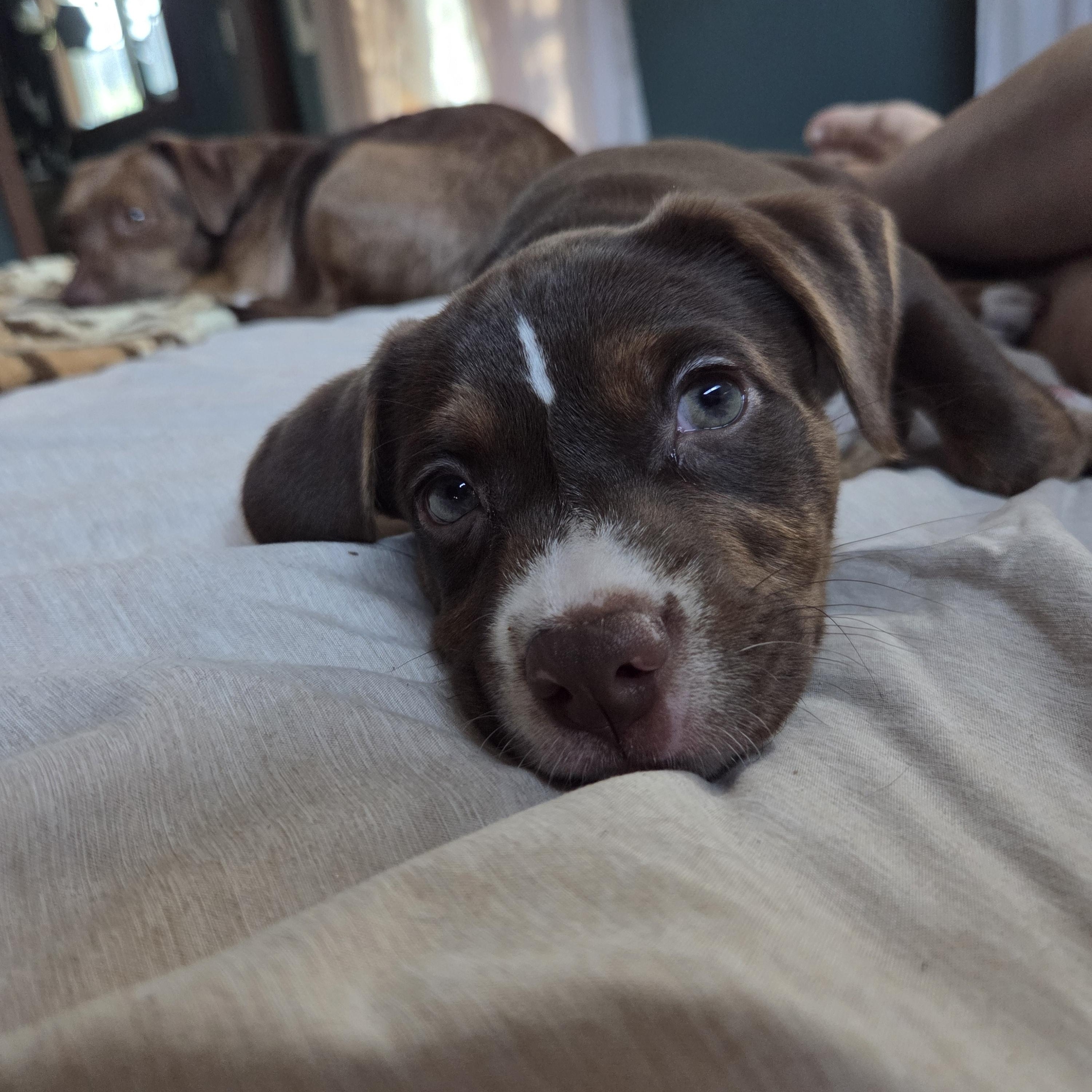 Saffron, ADOPTABLE, Puppy Female Pit Bull Terrier.