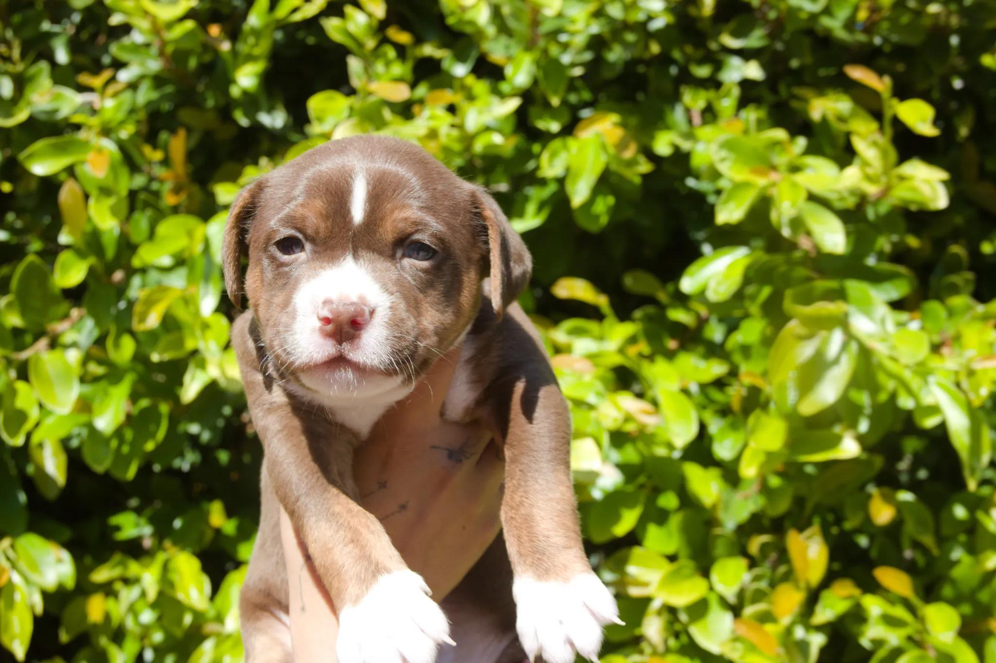 Saffron, ADOPTABLE, Puppy Female Mixed Breed.