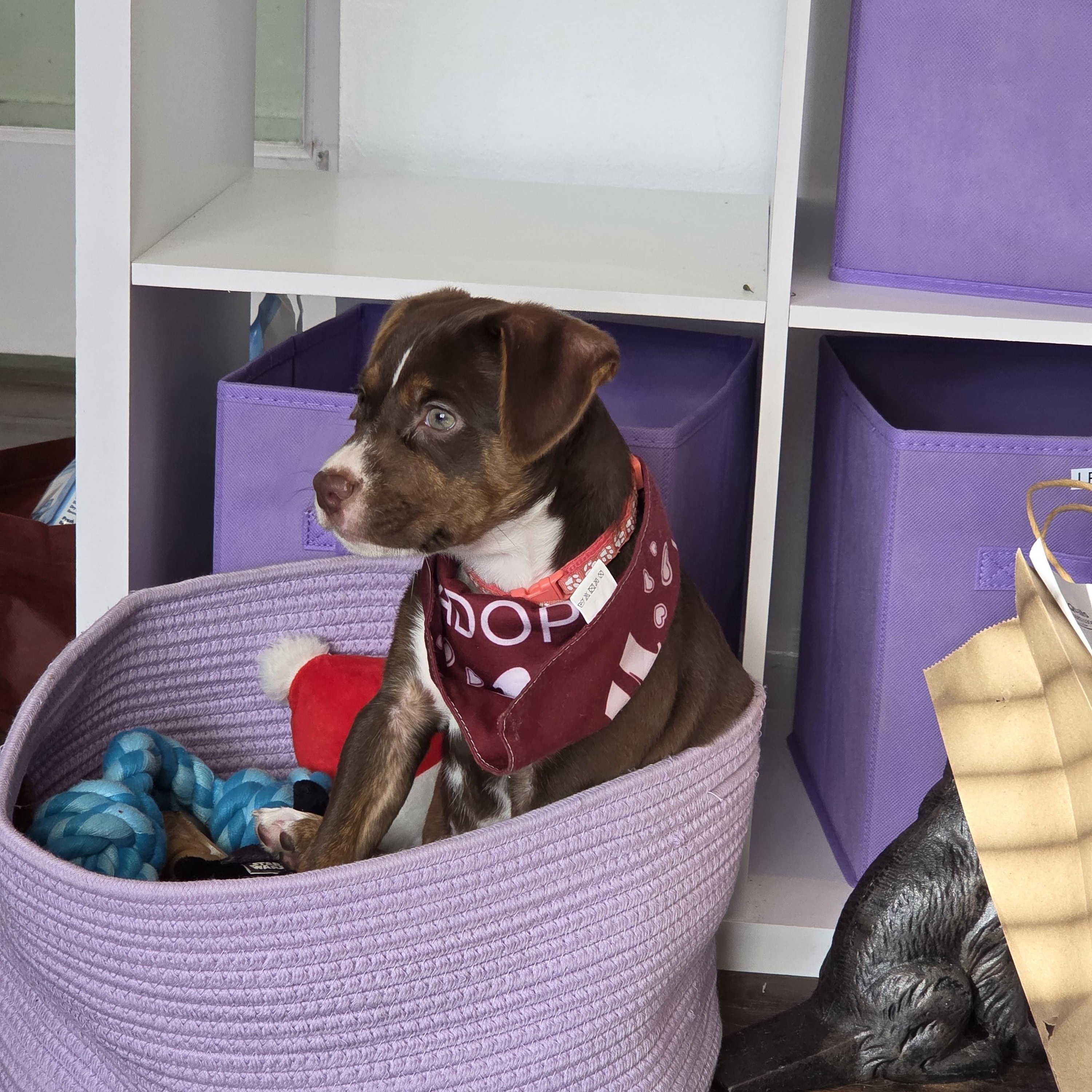 Enlarge Saffron, a ADOPTABLE mixed breed in West Hollywood, CA image 6/6