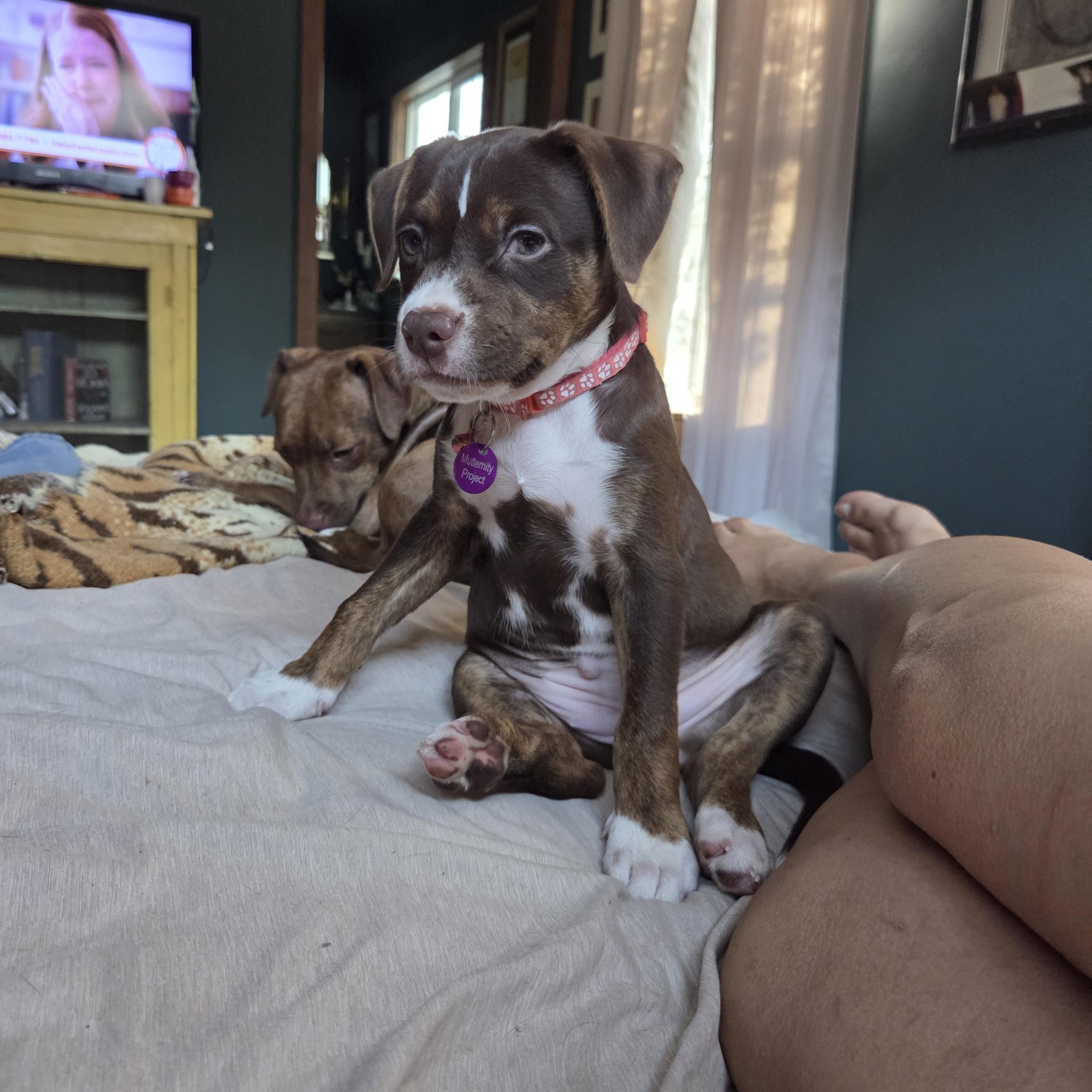 Enlarge Saffron, a ADOPTABLE mixed breed in West Hollywood, CA image 3/6