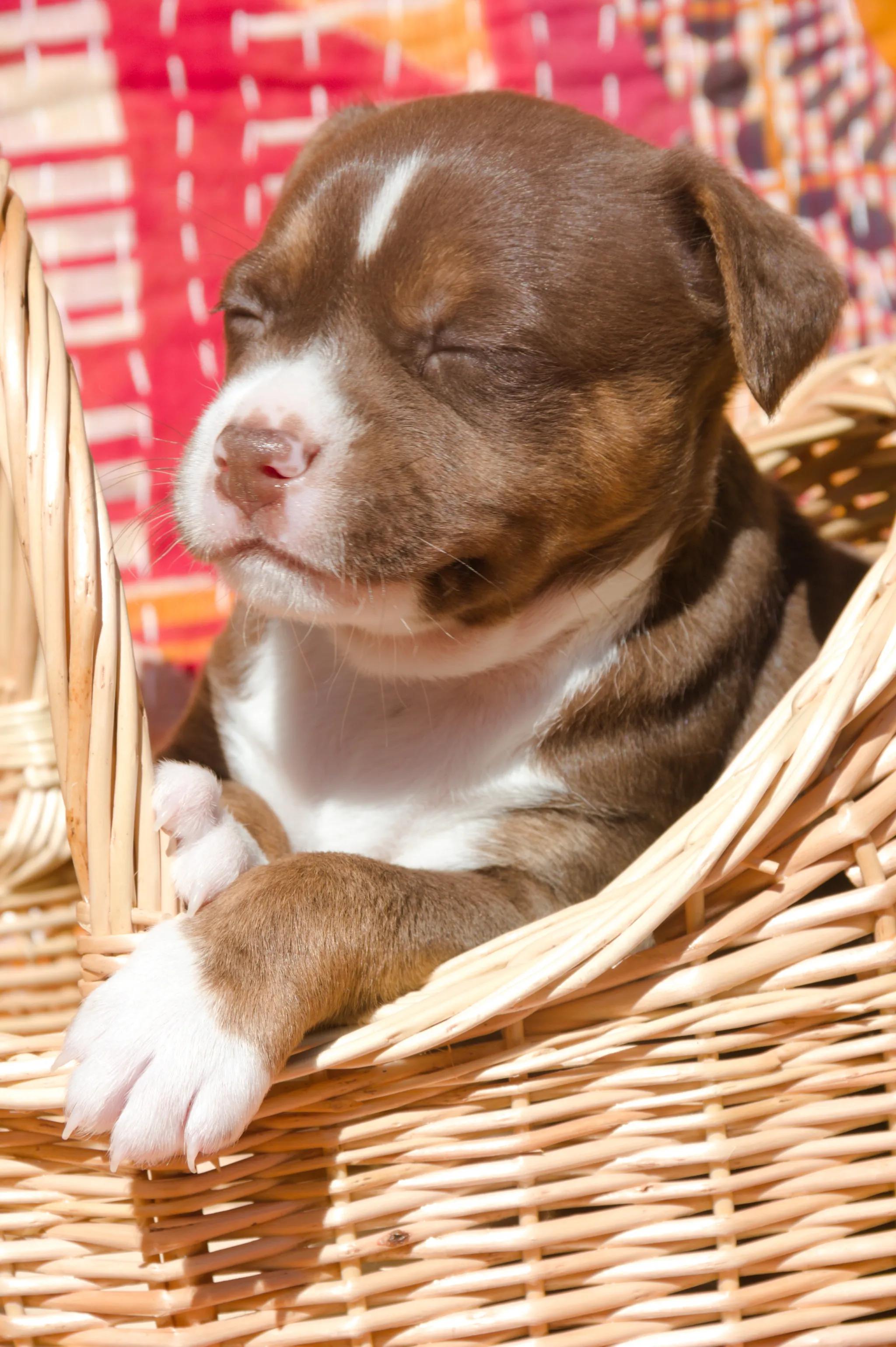 Enlarge Saffron, a ADOPTABLE Mixed Breed in West Hollywood, CA image 3/3