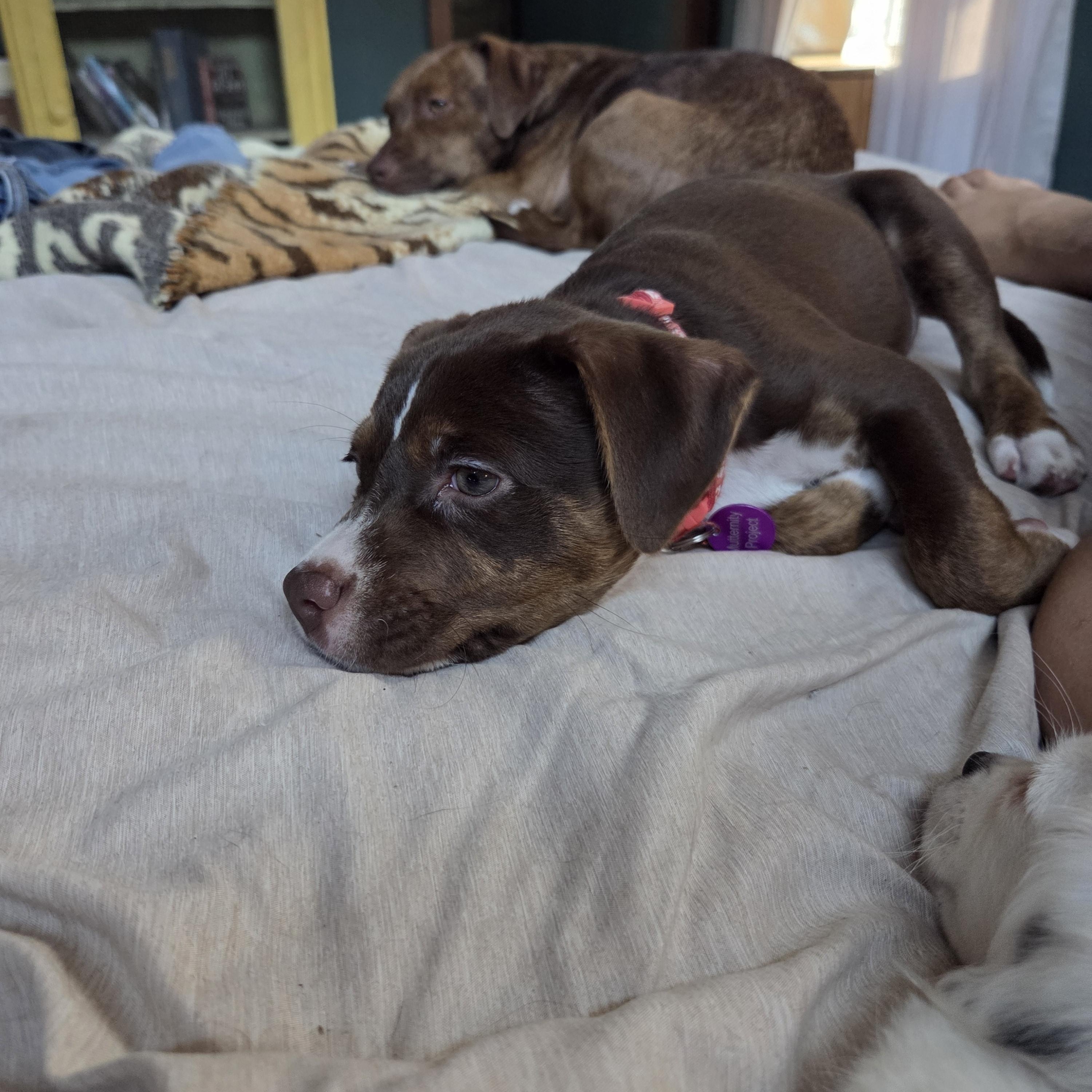 Enlarge Saffron, a ADOPTABLE mixed breed in West Hollywood, CA image 4/6