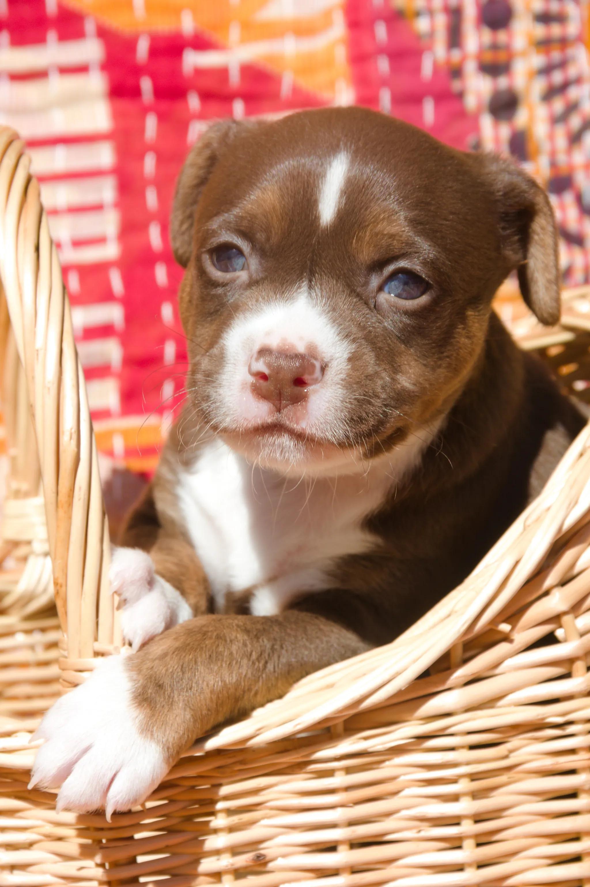 Enlarge Saffron, a ADOPTABLE Mixed Breed in West Hollywood, CA image 2/3