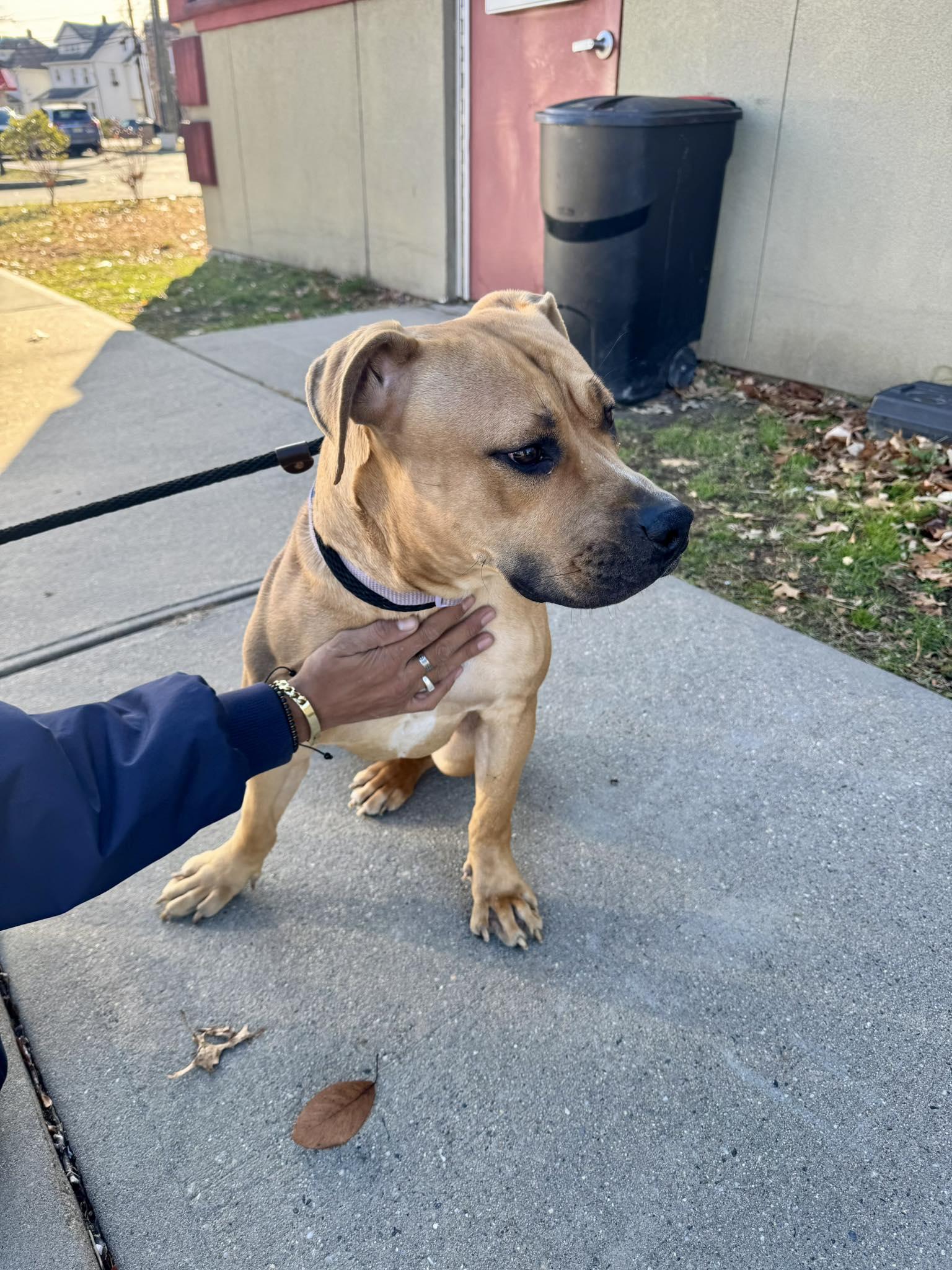 Daisy, an adopted mixed breed in Passaic, NJ image 3/5