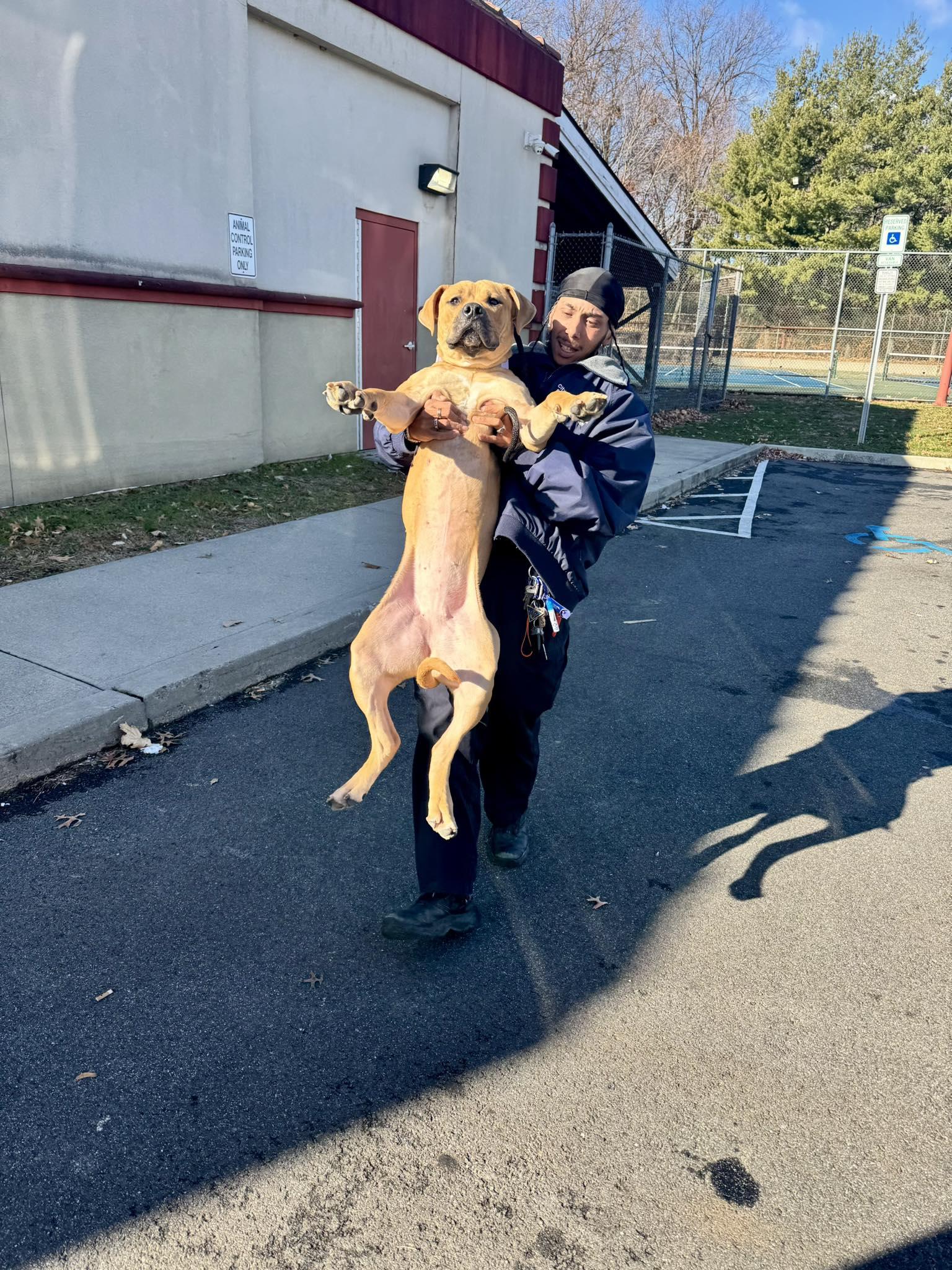 Daisy, an adopted mixed breed in Passaic, NJ image 4/5