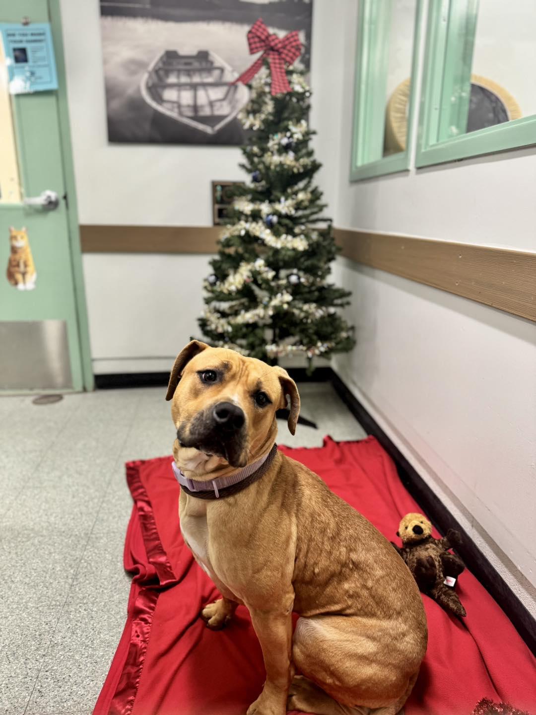 Daisy, an adopted mixed breed in Passaic, NJ image 2/5