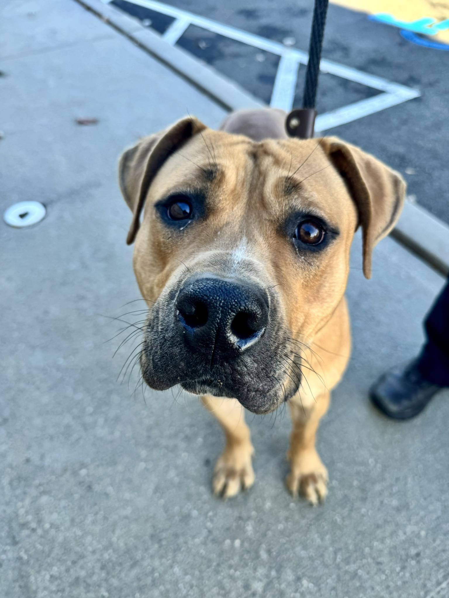 Daisy, an adopted mixed breed in Passaic, NJ image 5/5