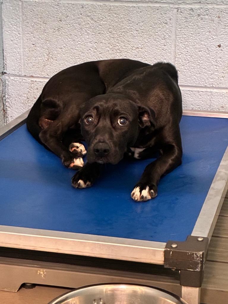 Lucy, Adoptable, Young Female Terrier & Mixed Breed.