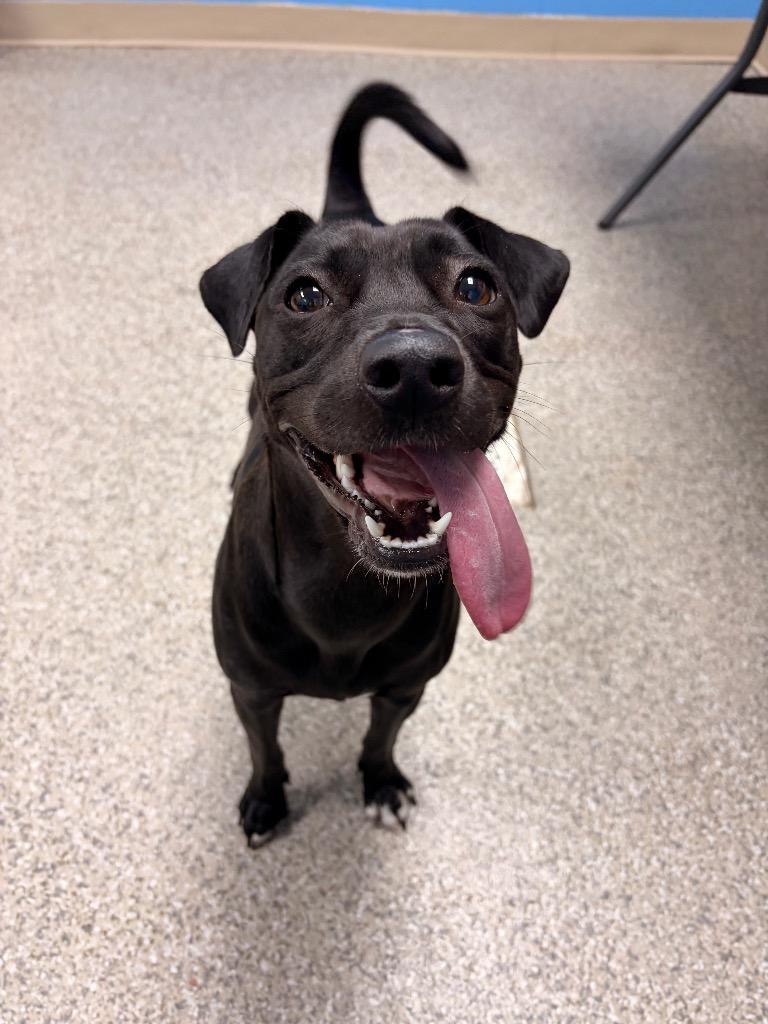 Lucy, a Adoptable mixed breed in Blountville, TN image 2/2
