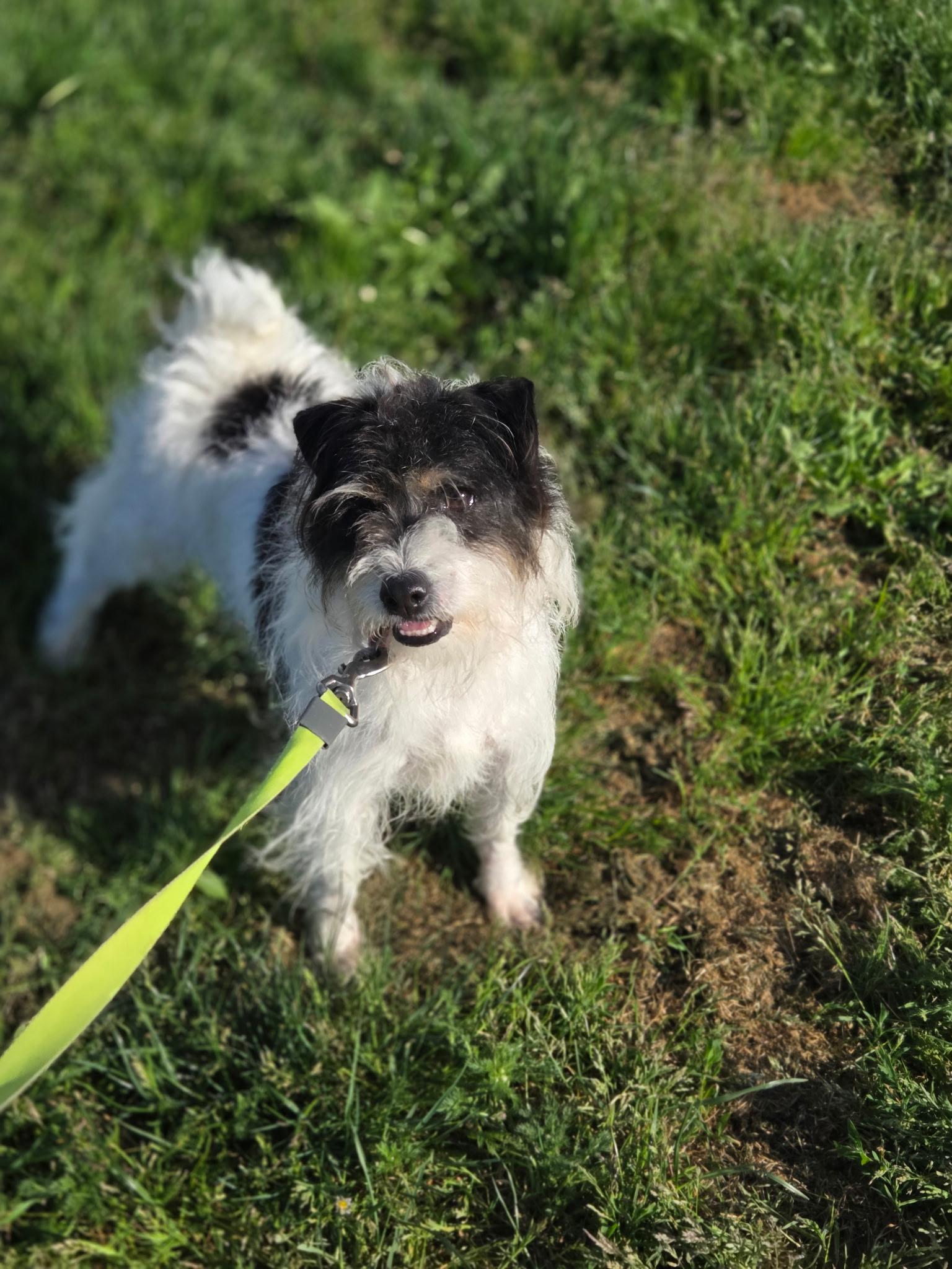 Bella, a ADOPTABLE mixed breed in Port Angeles, WA image 2/2