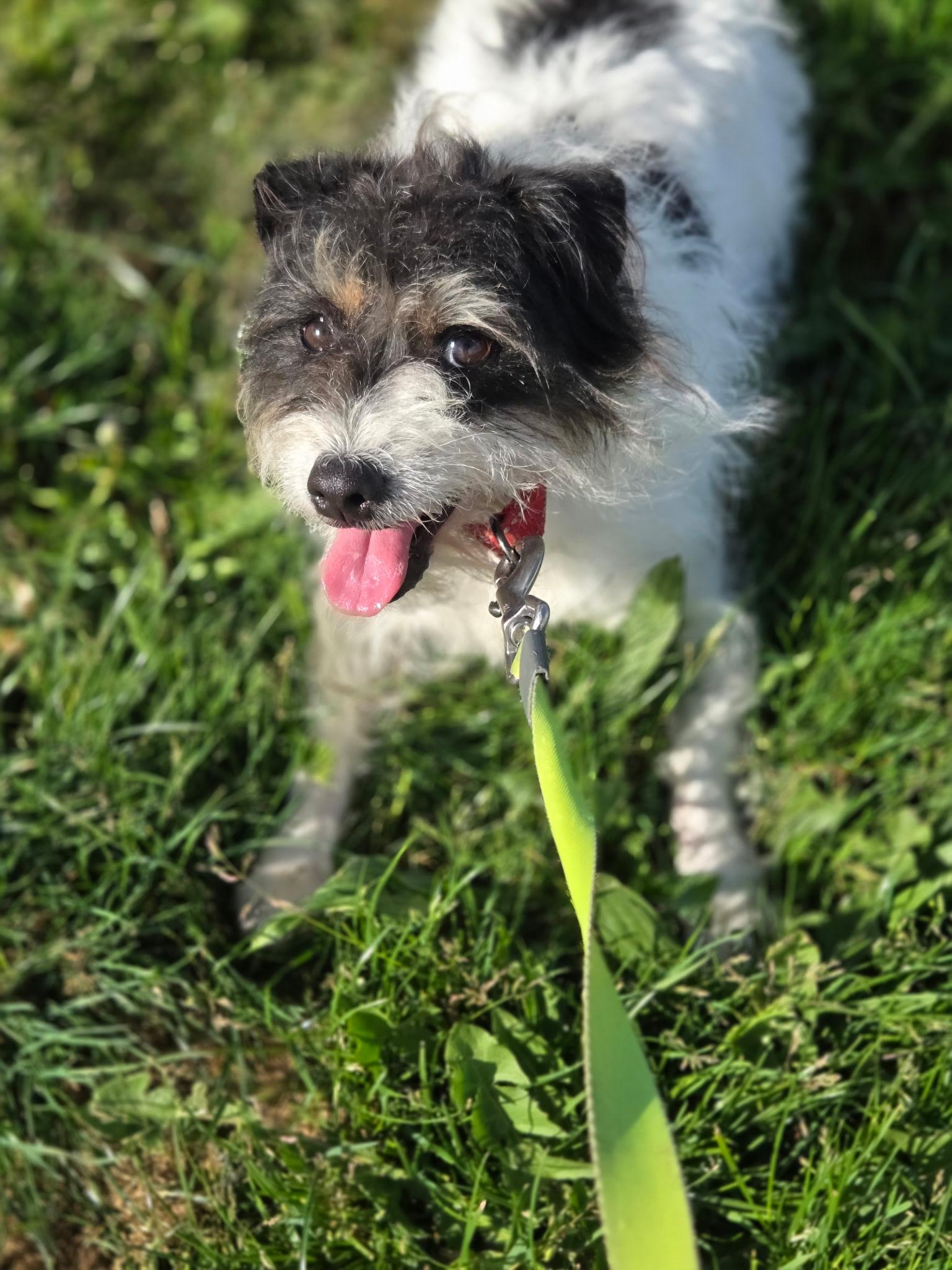 Bella, ADOPTABLE, Young Female Jack Russell Terrier.