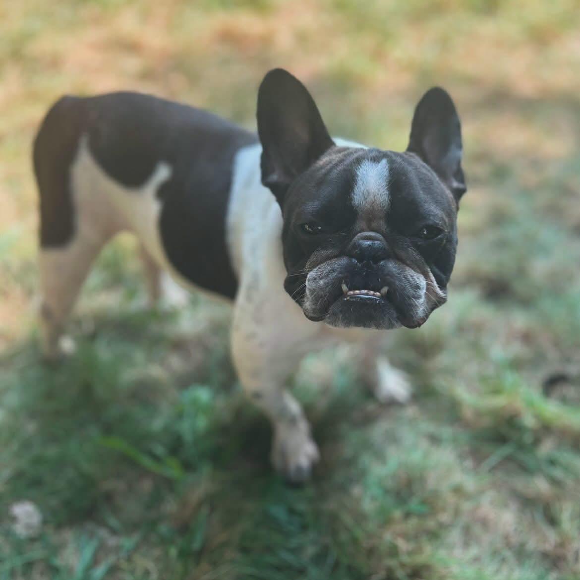 Enlarge Montay, a ADOPTABLE French Bulldog in West Falls, NY image 1/5