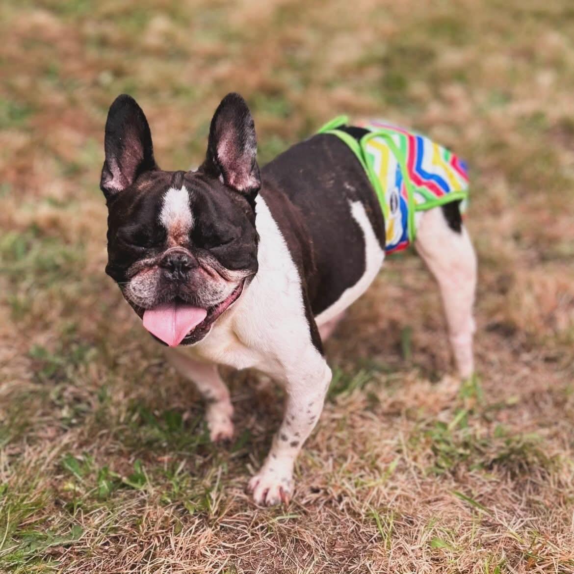 Enlarge Montay, a ADOPTABLE French Bulldog in West Falls, NY image 5/5