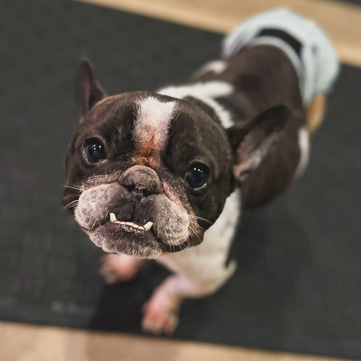 Enlarge Montay, a ADOPTABLE French Bulldog in West Falls, NY image 3/5